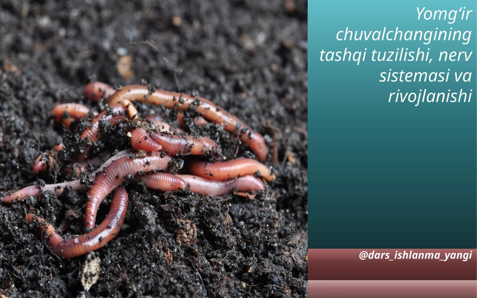 Yomg‘ir  chuvalchangining tashqi  tuzilishi