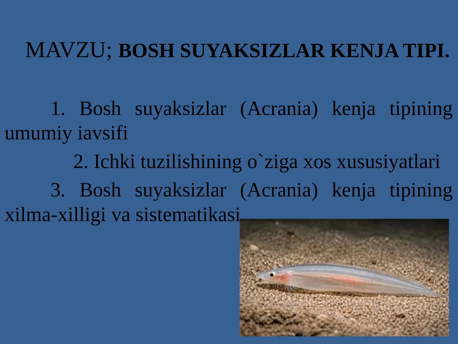Bosh suyaksizlar (Acrania) kenja tipi