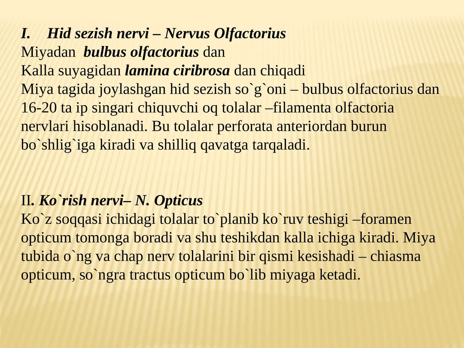 Nervus Olfactorius