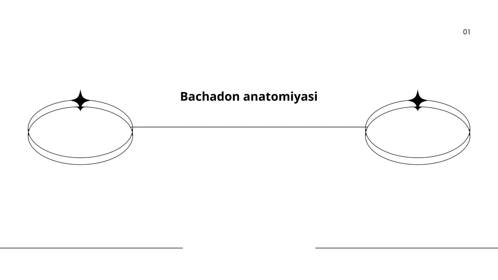 Bachadon anatomiyasi