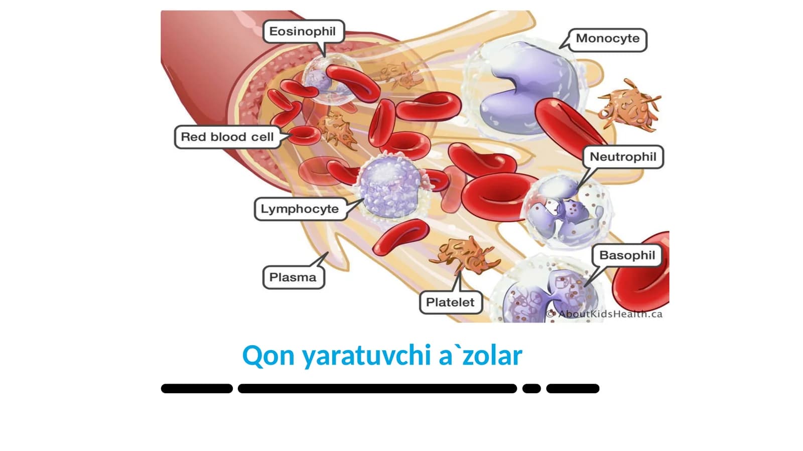 Qon yaratuvchi a`zolar