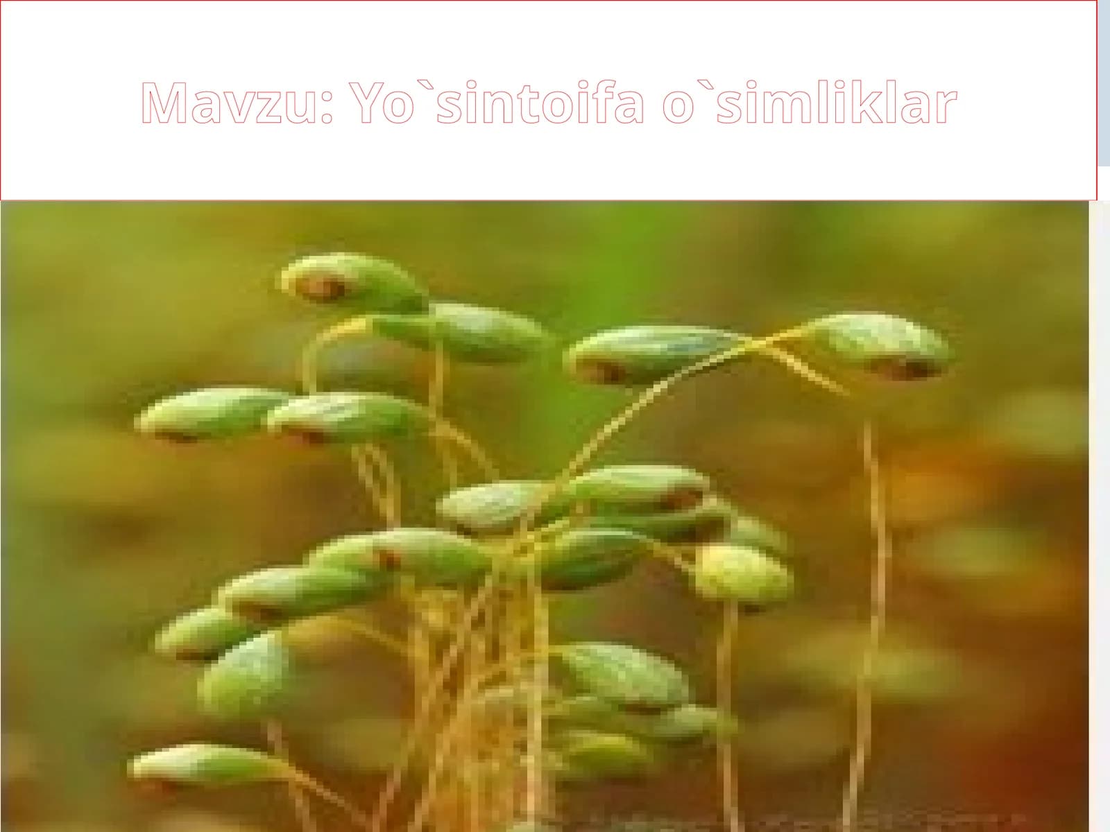 Yo`sintoifao`simliklar