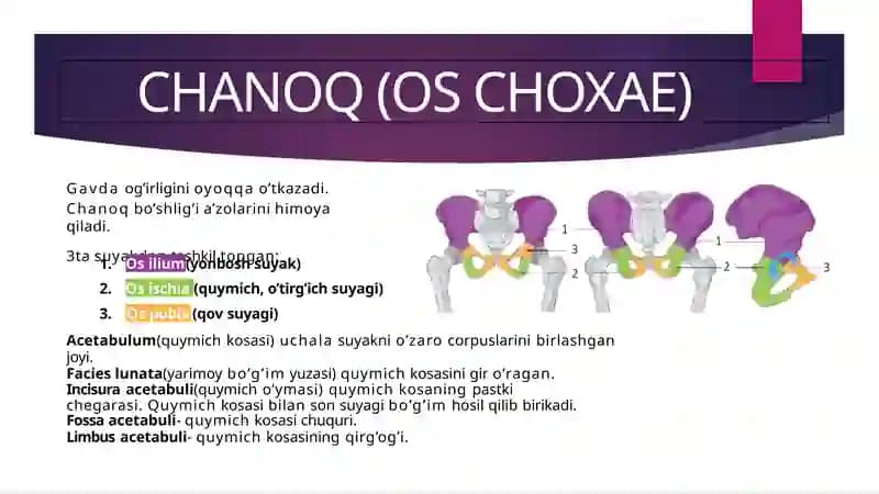 Chanoq suyagi va uning erkin suyaklari.