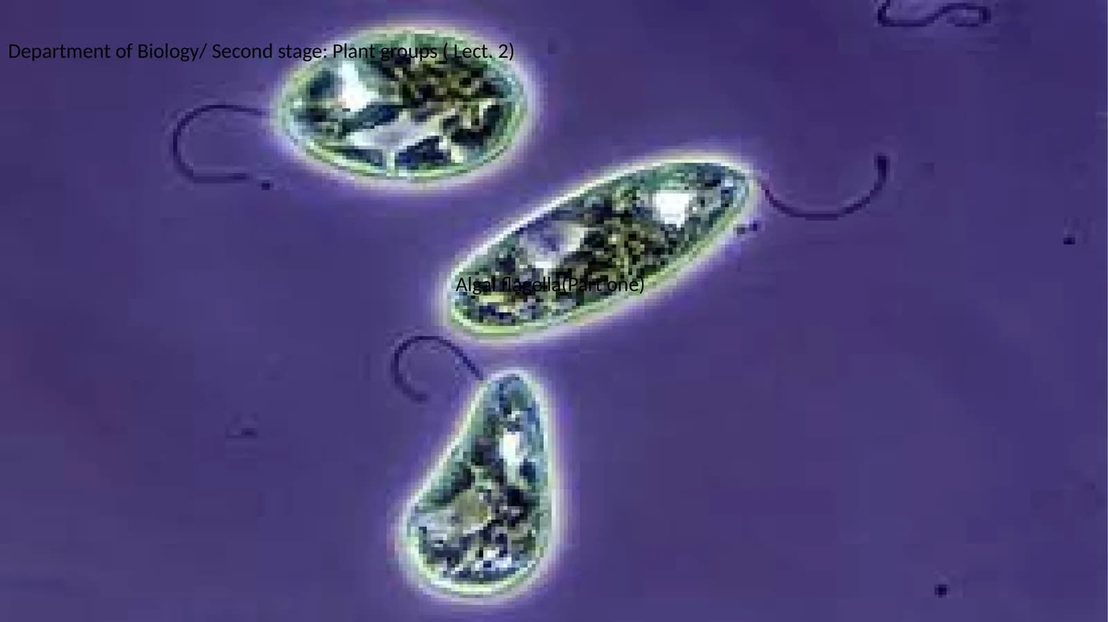 Algal flagella(Part one)