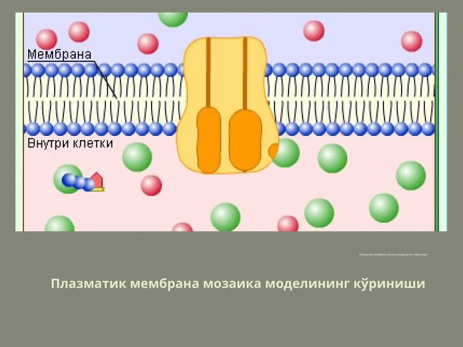 Плазматик мембрана мозаика модели