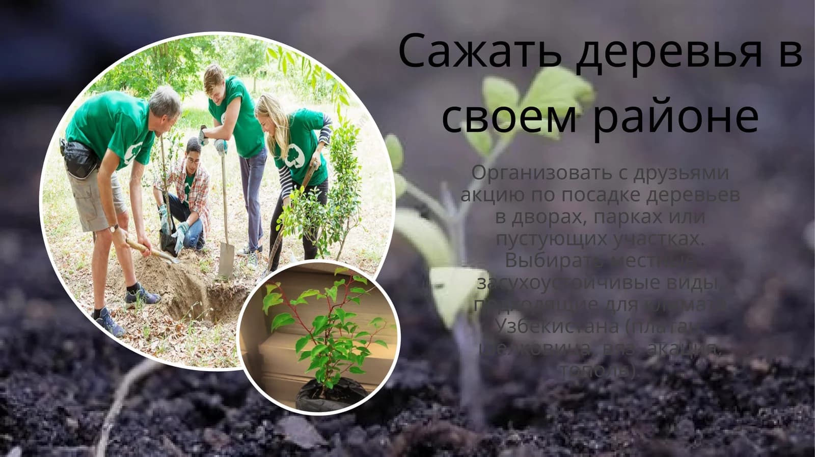 Сажать деревья в своем районе