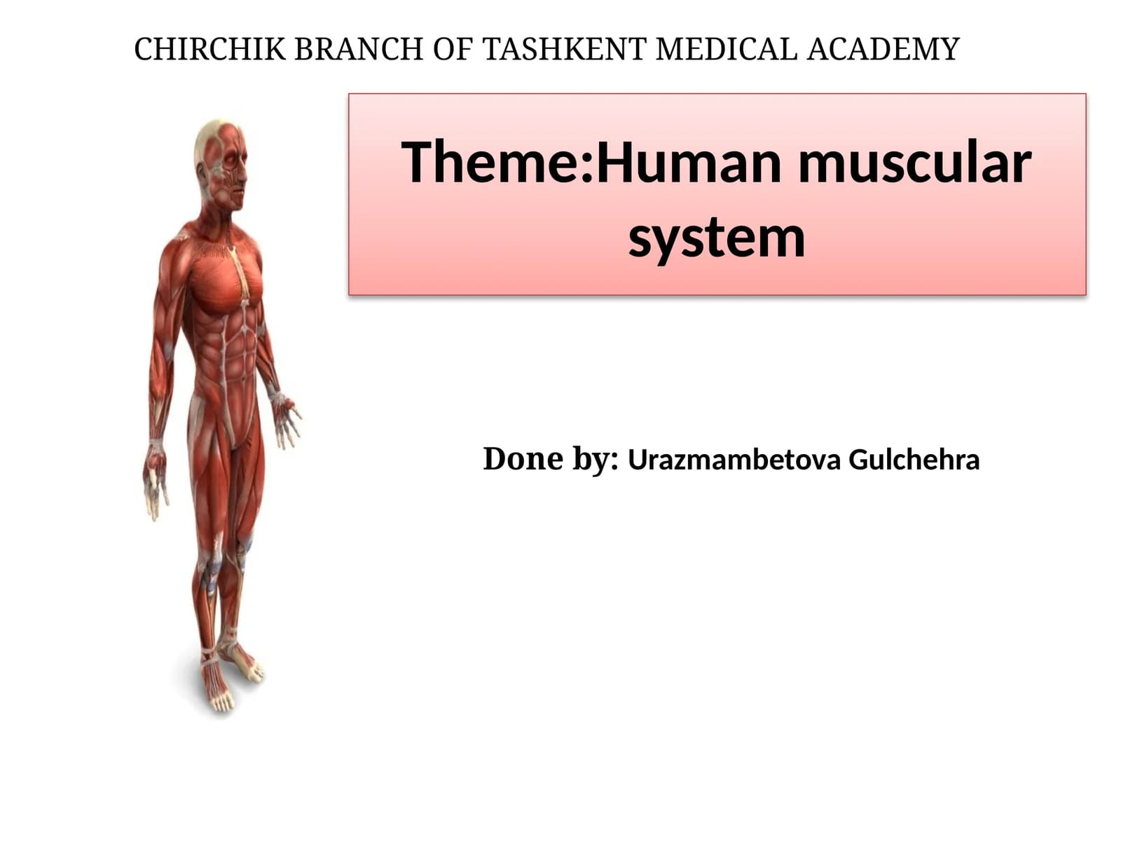 Human muscular system