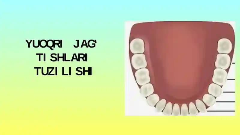 YUOQRI JAG‘ TISHLARI TUZILISHI