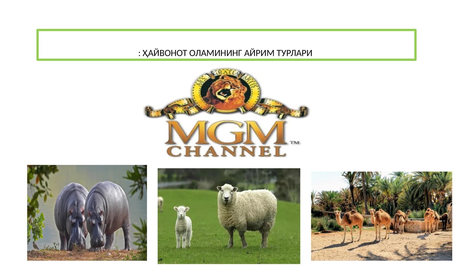 ҲАЙВОНОТ ОЛАМИНИНГ АЙРИМ ТУРЛАРИ