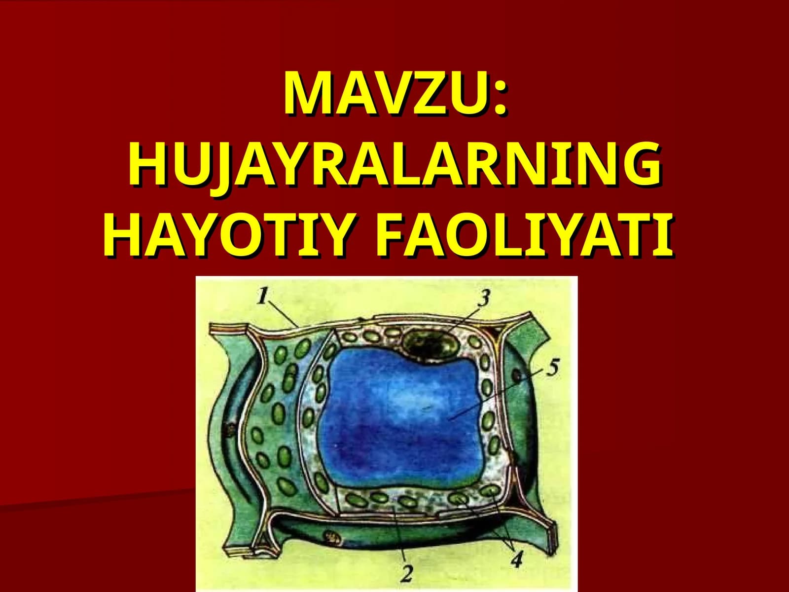 HUJAYRALARNING HAYOTIY FAOLIYATI