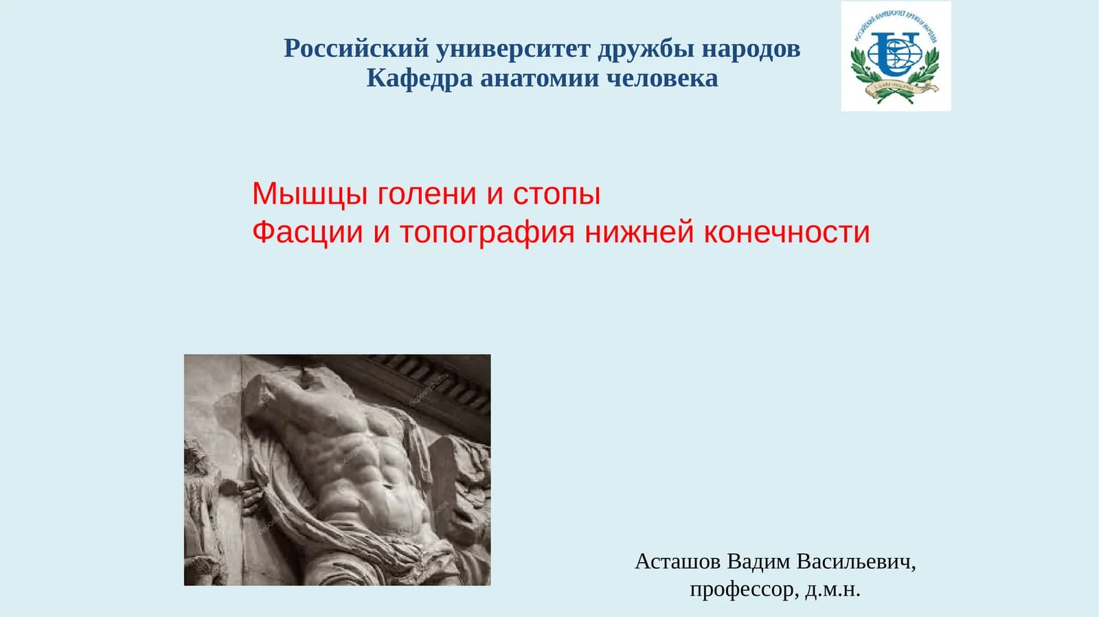 Мышцы голени и стопы