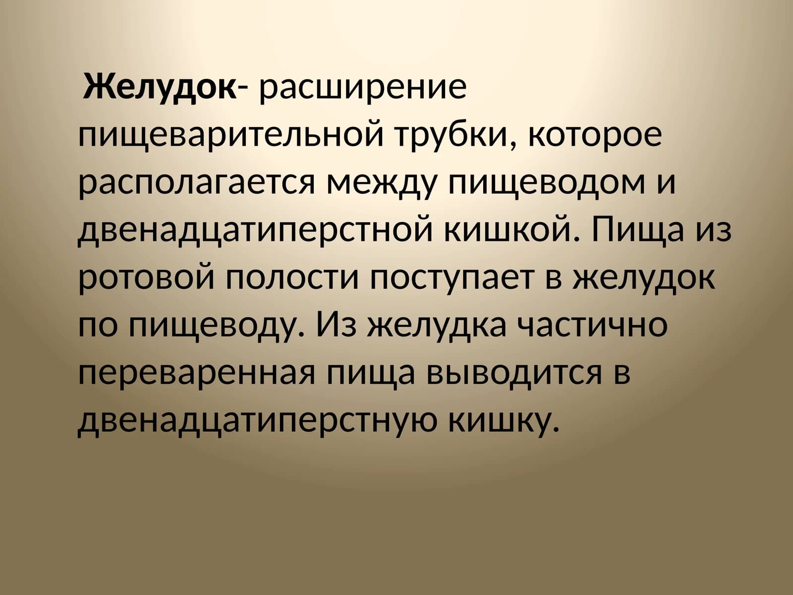 Желудок