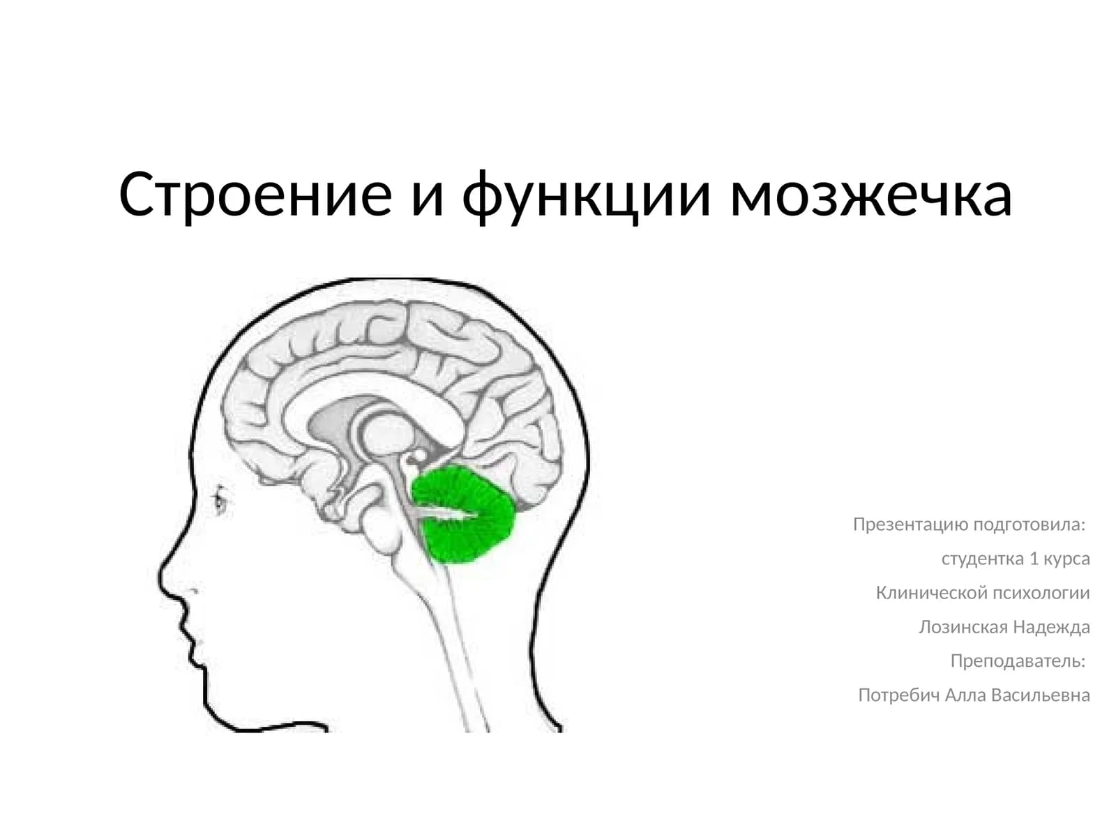 Мозжечок