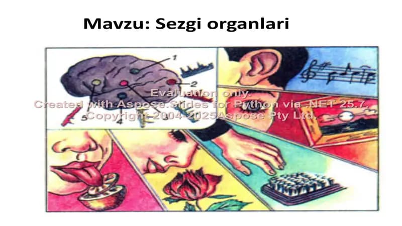 Sezgi organlari