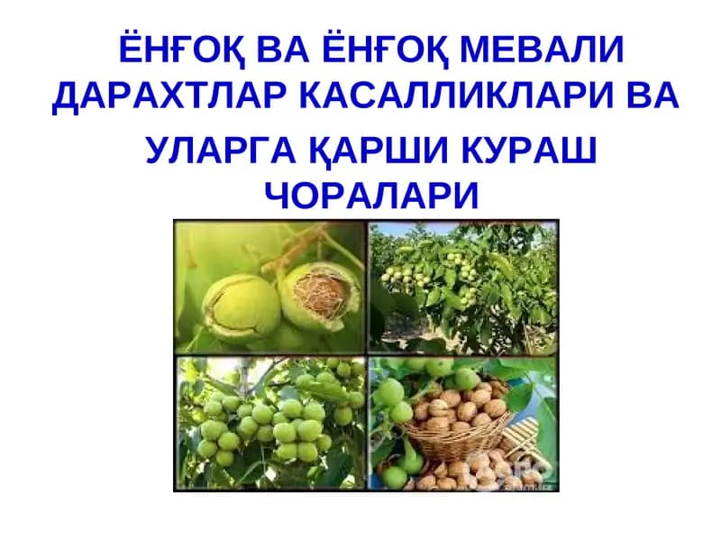 ЁНҒОҚ МЕВАЛИ ДАРАХТЛАР
