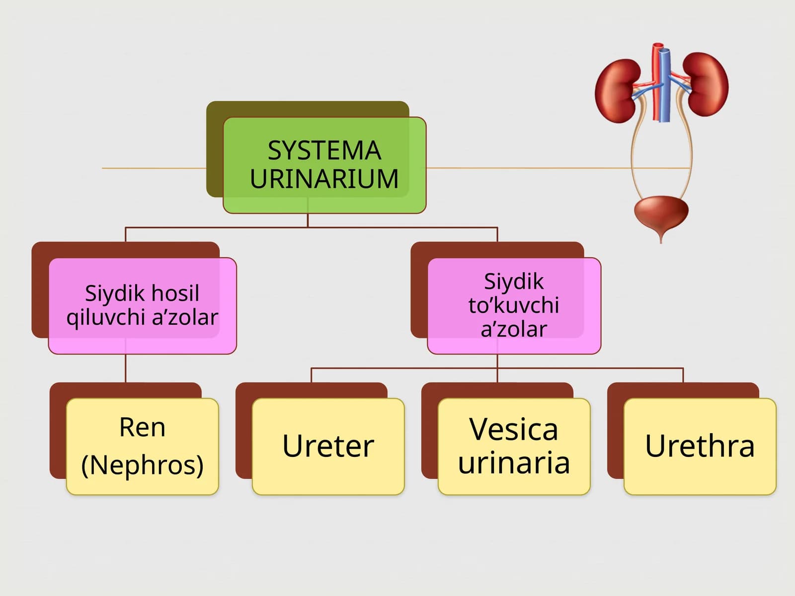 Ureter