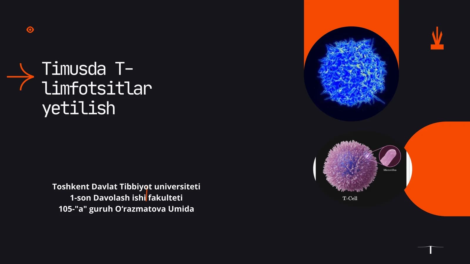Timusda T-limfotsitlar yetilish