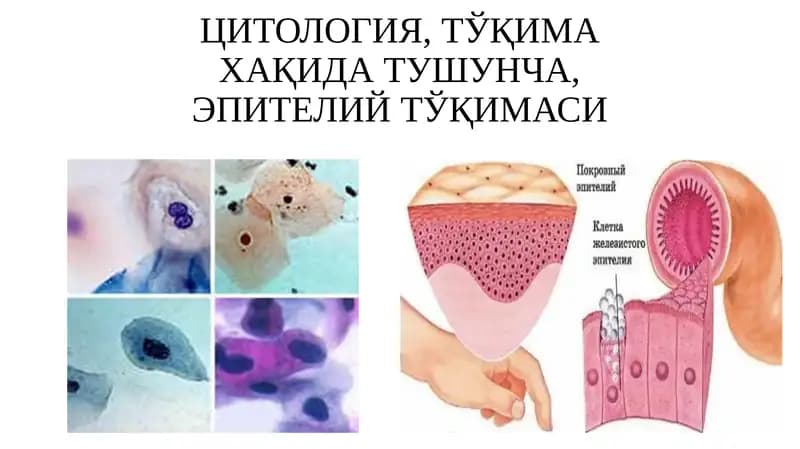 Гистология