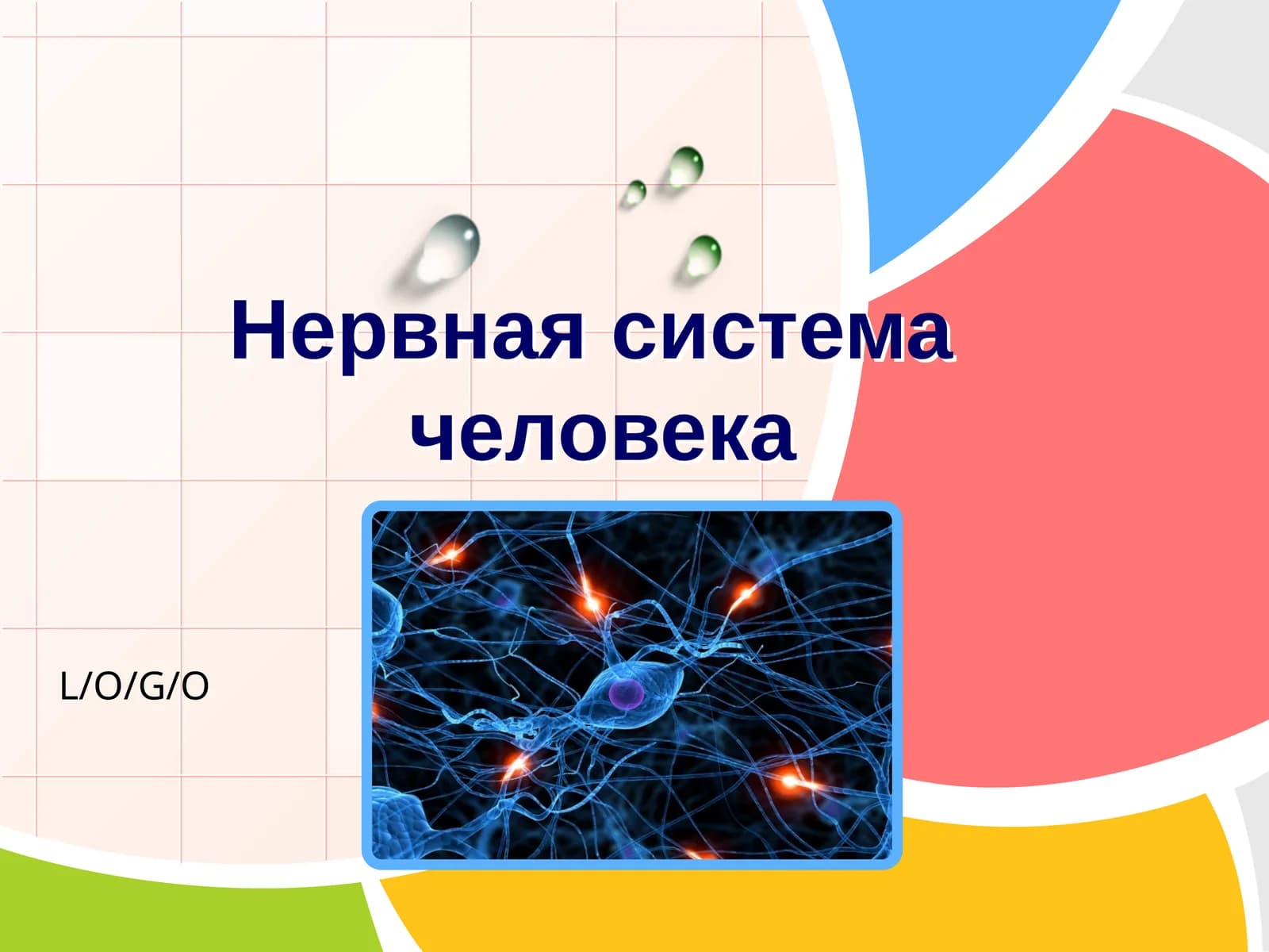 Нервная система человека
