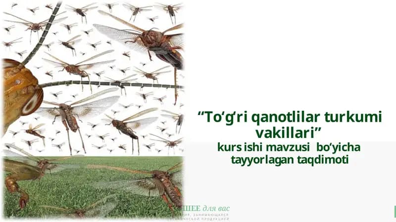 To‘g‘ri qanotlilar turkumi vakillari