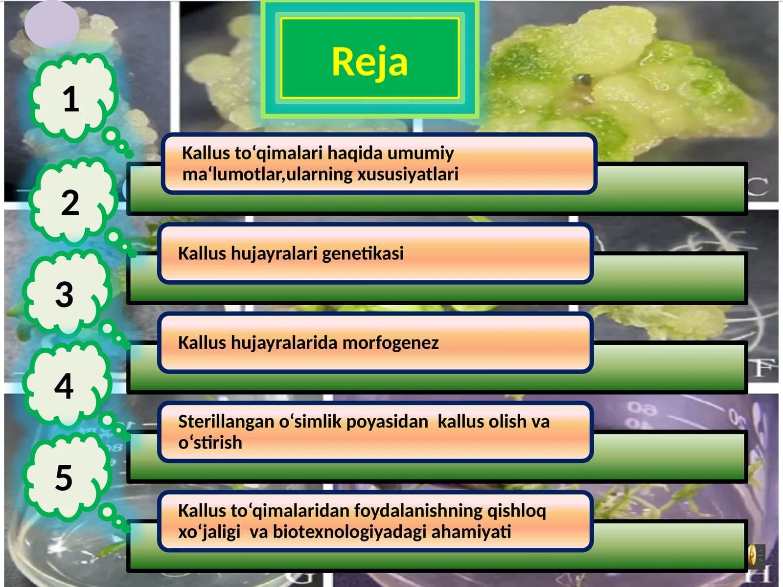 Kallus Kulturasi
