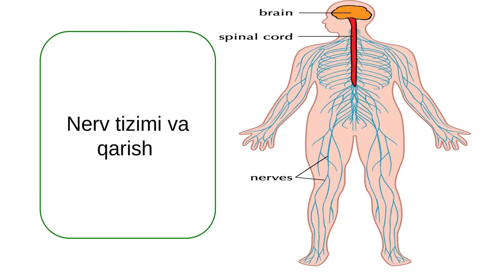 Nerv tizimi va qarish