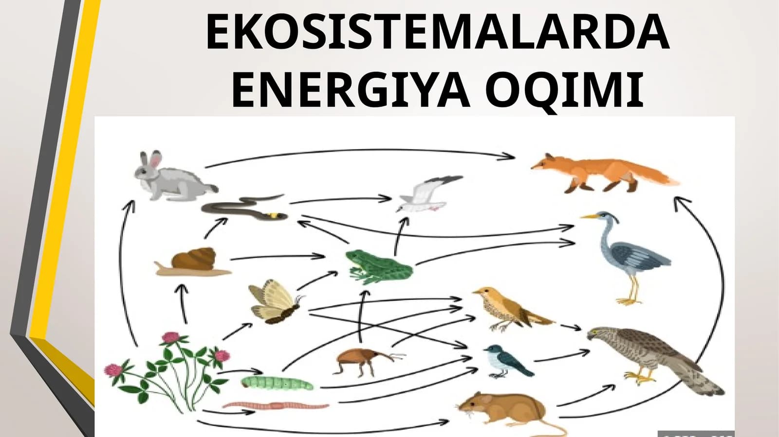 Ekosistemalarda energiya oqimi