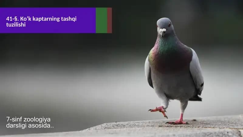 Ko‘k kaptarning tashqi tuzilishi