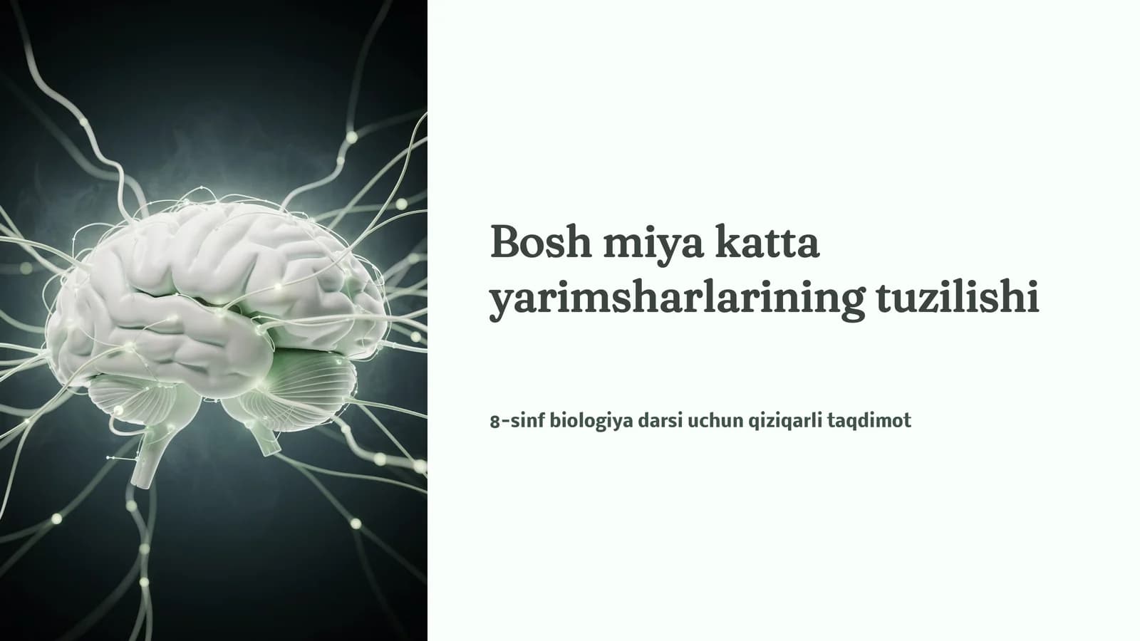 Bosh miya katta yarimsharlarining tuzilishi