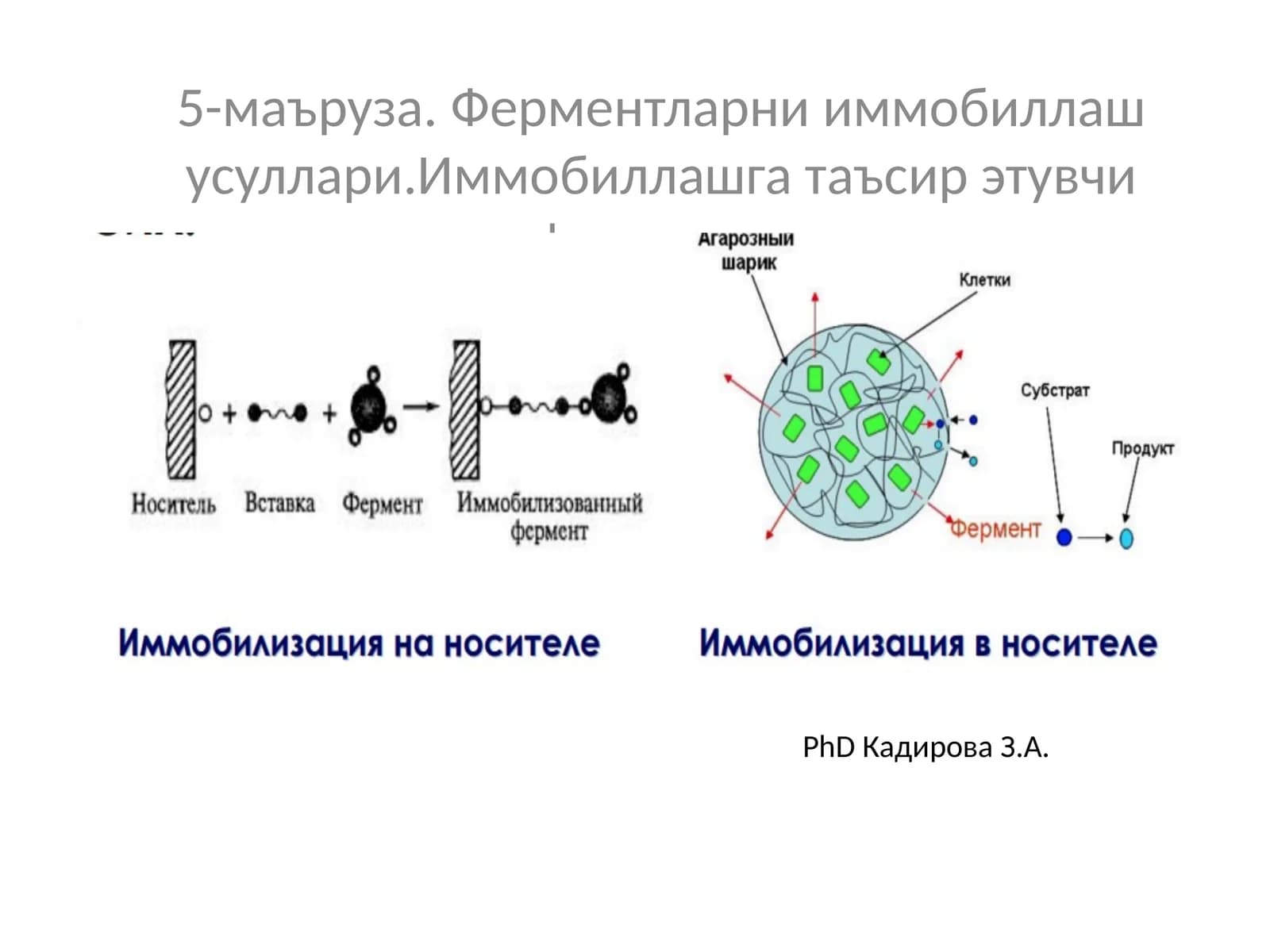 Ферментларни иммобиллаш усуллари. Иммобиллашга таъсир этувчи факторлар