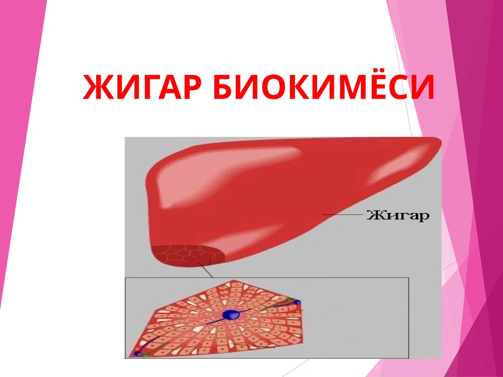 Жигар Биокимёси