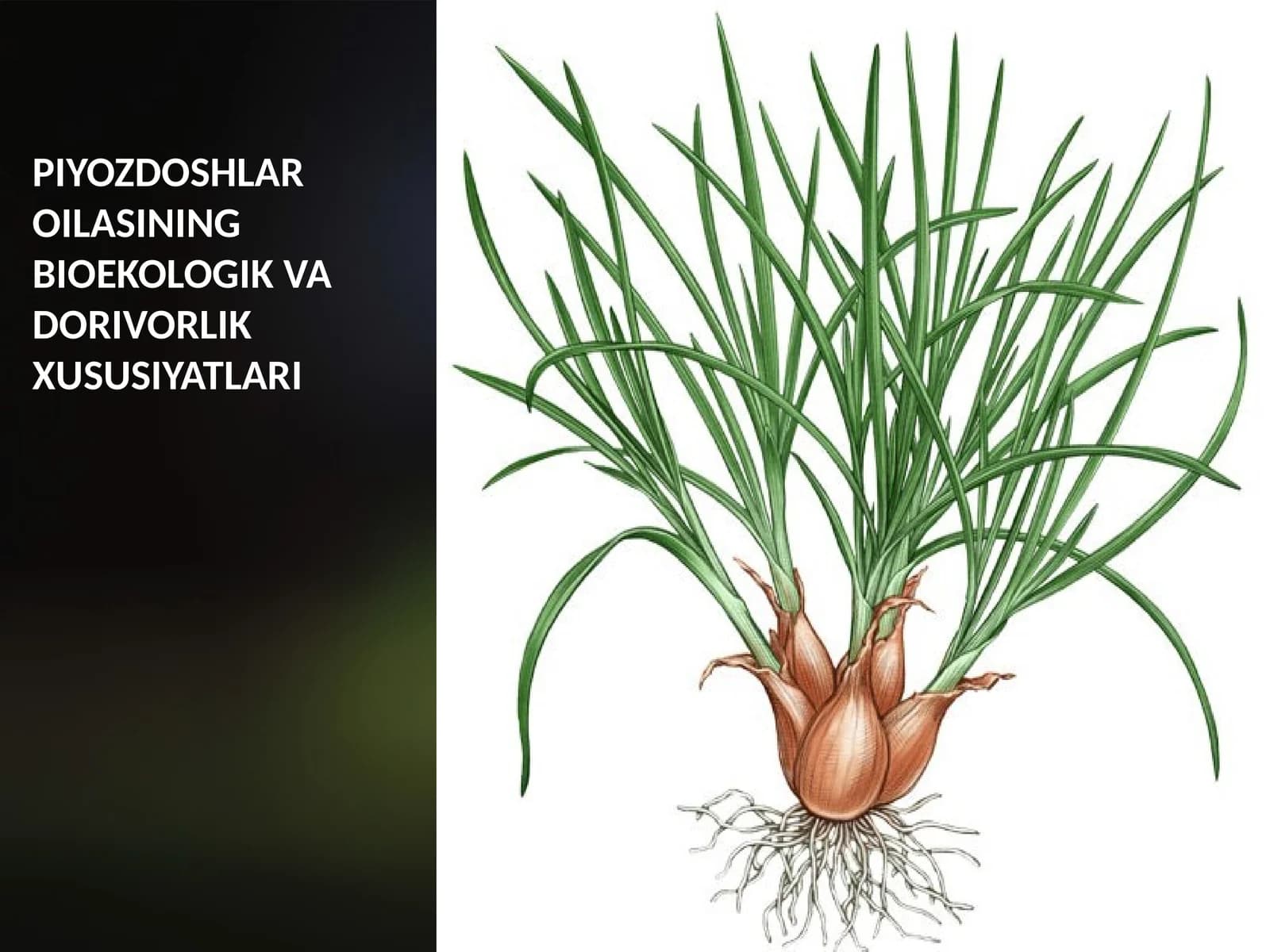 PIYOZDOSHLAR OILASINING BIOEKOLOGIK VA DORIVORLIK XUSUSIYATLARI