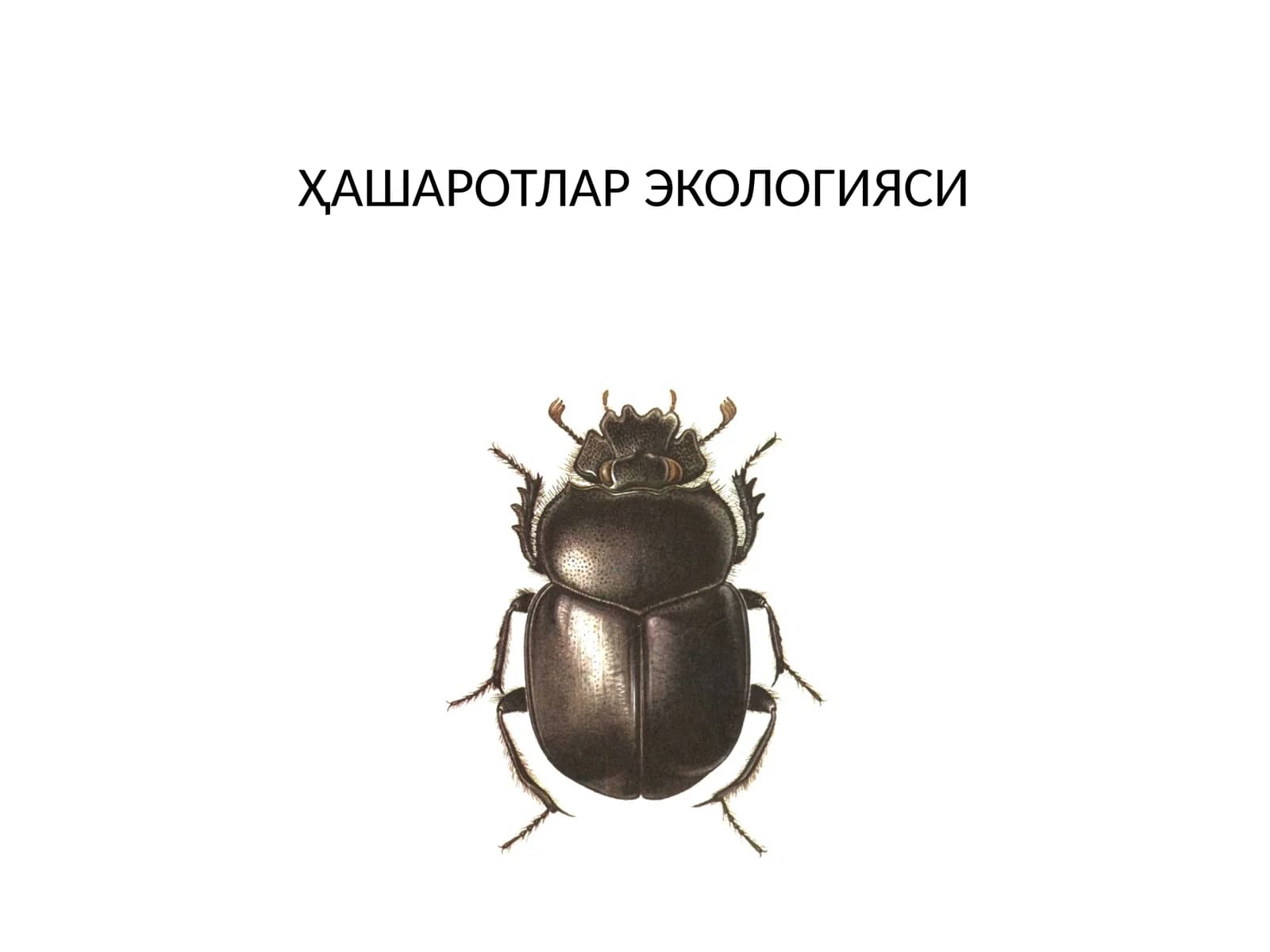 ҲАШАРОТЛАР ЭКОЛОГИЯСИ