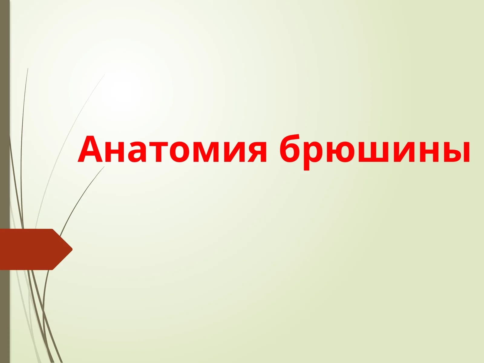Анатомия брюшины