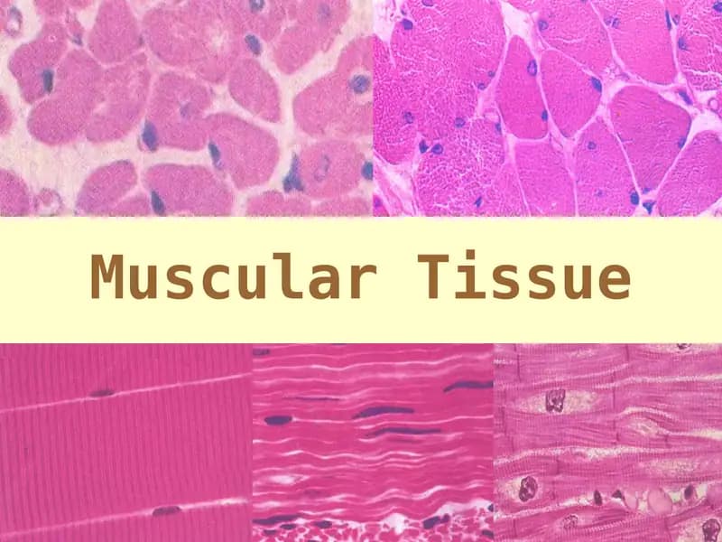Muscular Tissue