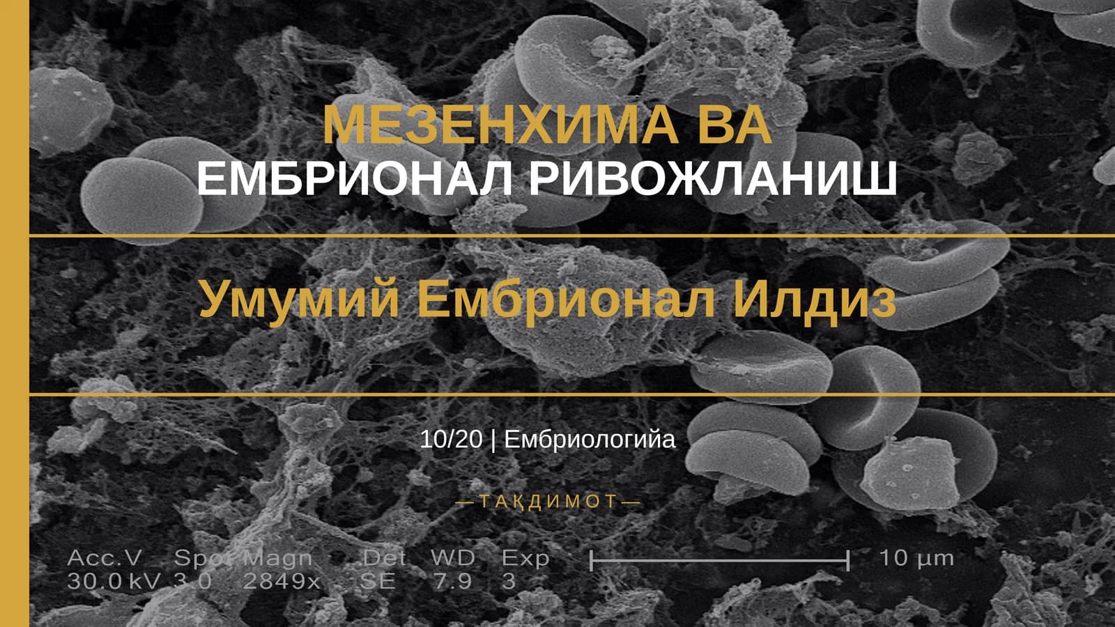 МЕЗЕНХИМА ВА ЕМБРИОНАЛ РИВОЖЛАНИШ