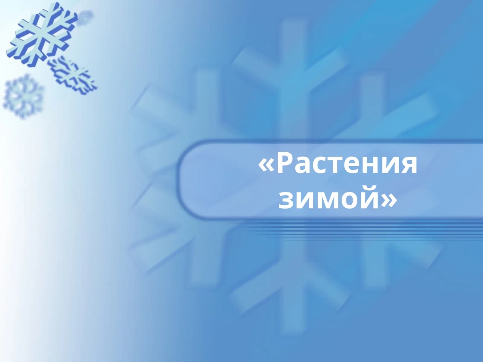 Растения зимой