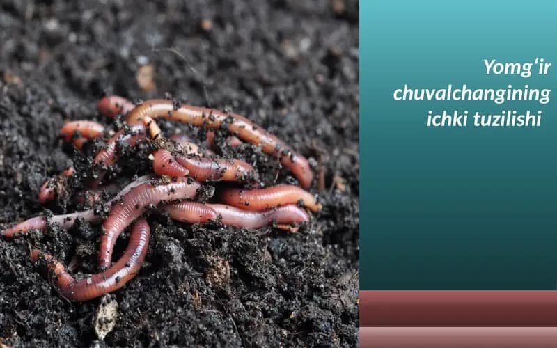 Yomg‘ir chuvalchangining ichki tuzilishi