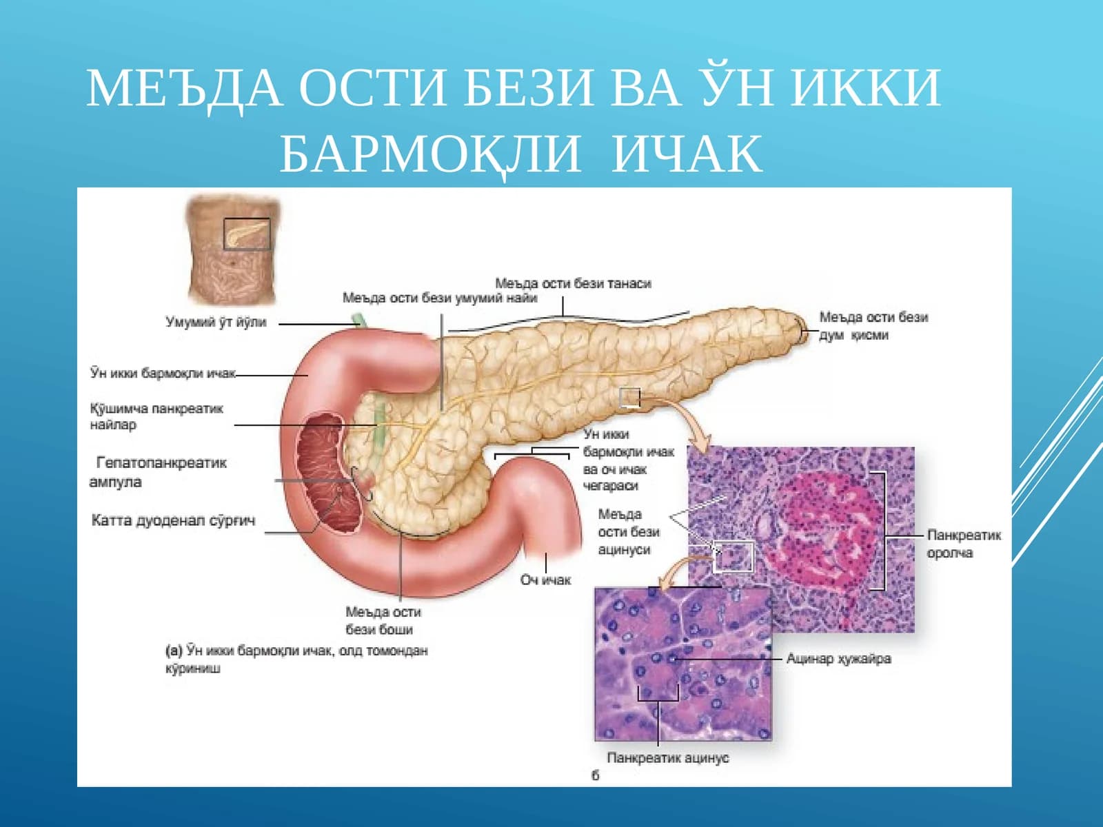 Jigar va me'daosti bezi gistologiyasi