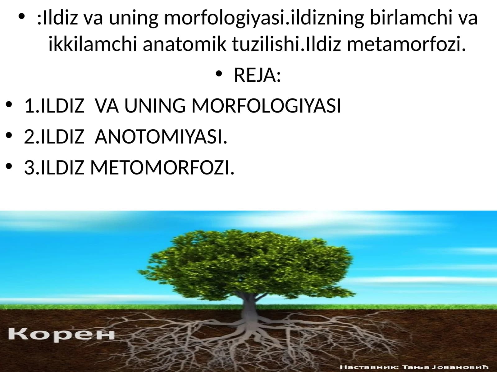 Ildiz va uning morfologiyasi