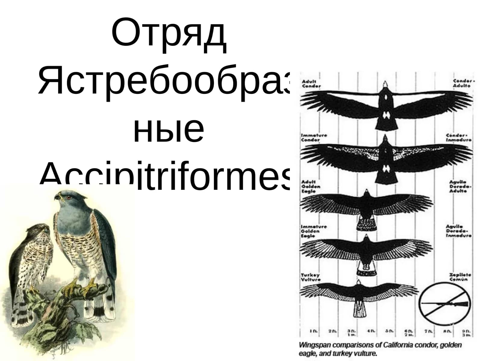 Черный коршун