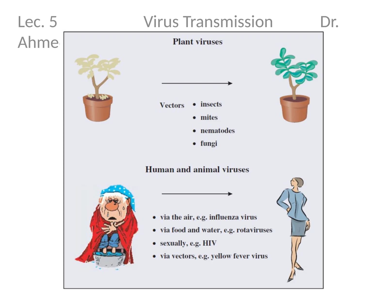 Lec. 5 Virus Transmission Dr. Ahmed K. Ali