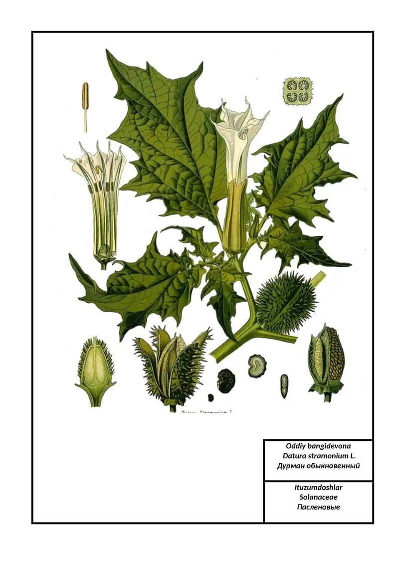 Oddiy bangidevona
