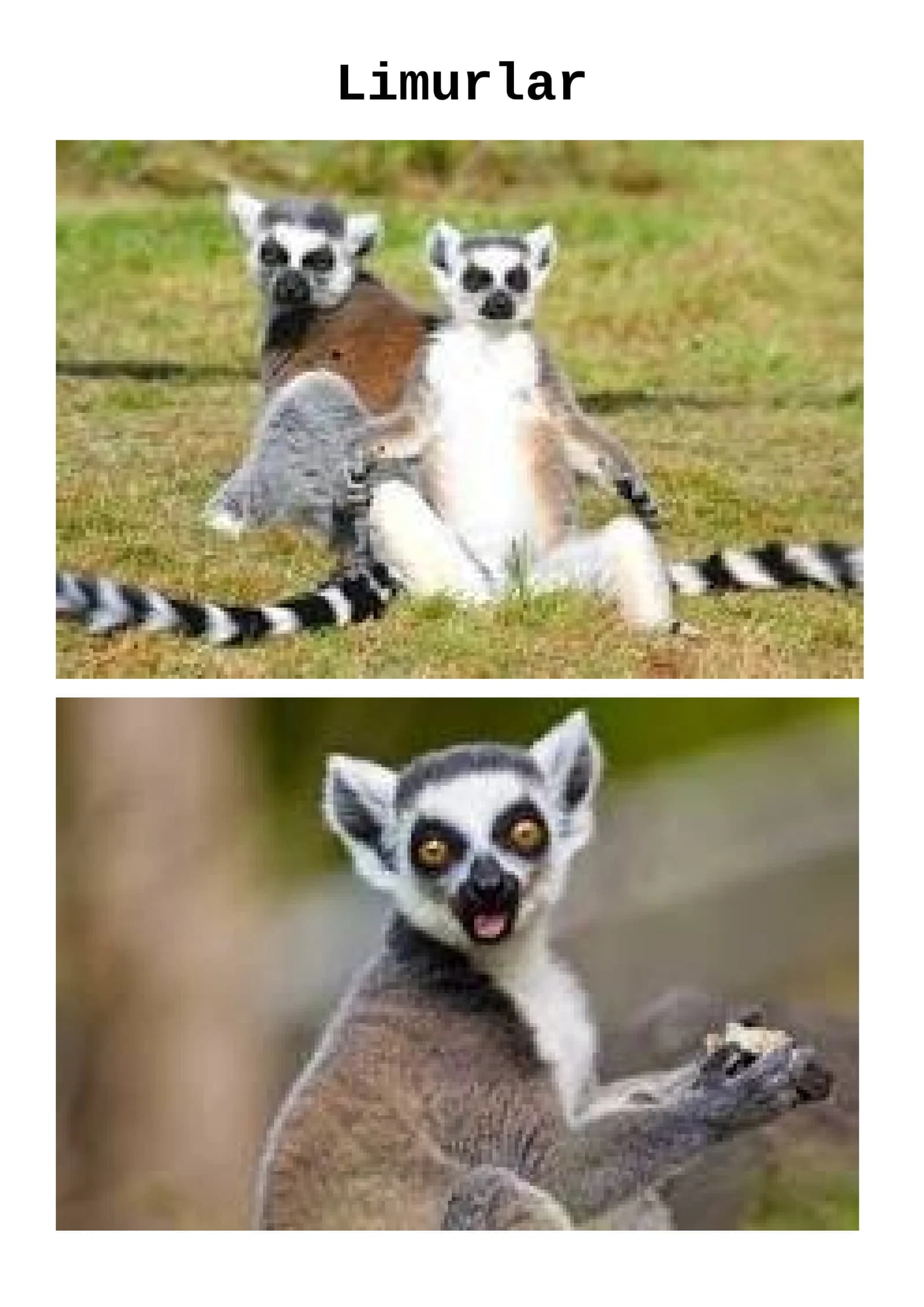 Limurlar
