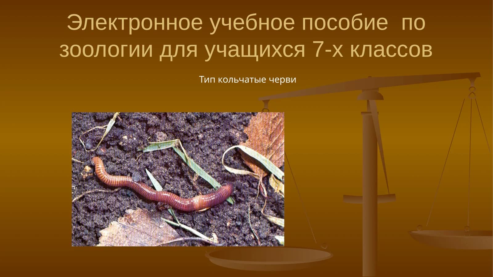 Тип кольчатые черви
