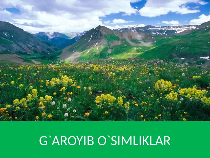 G`AROYIB O`SIMLIKLAR