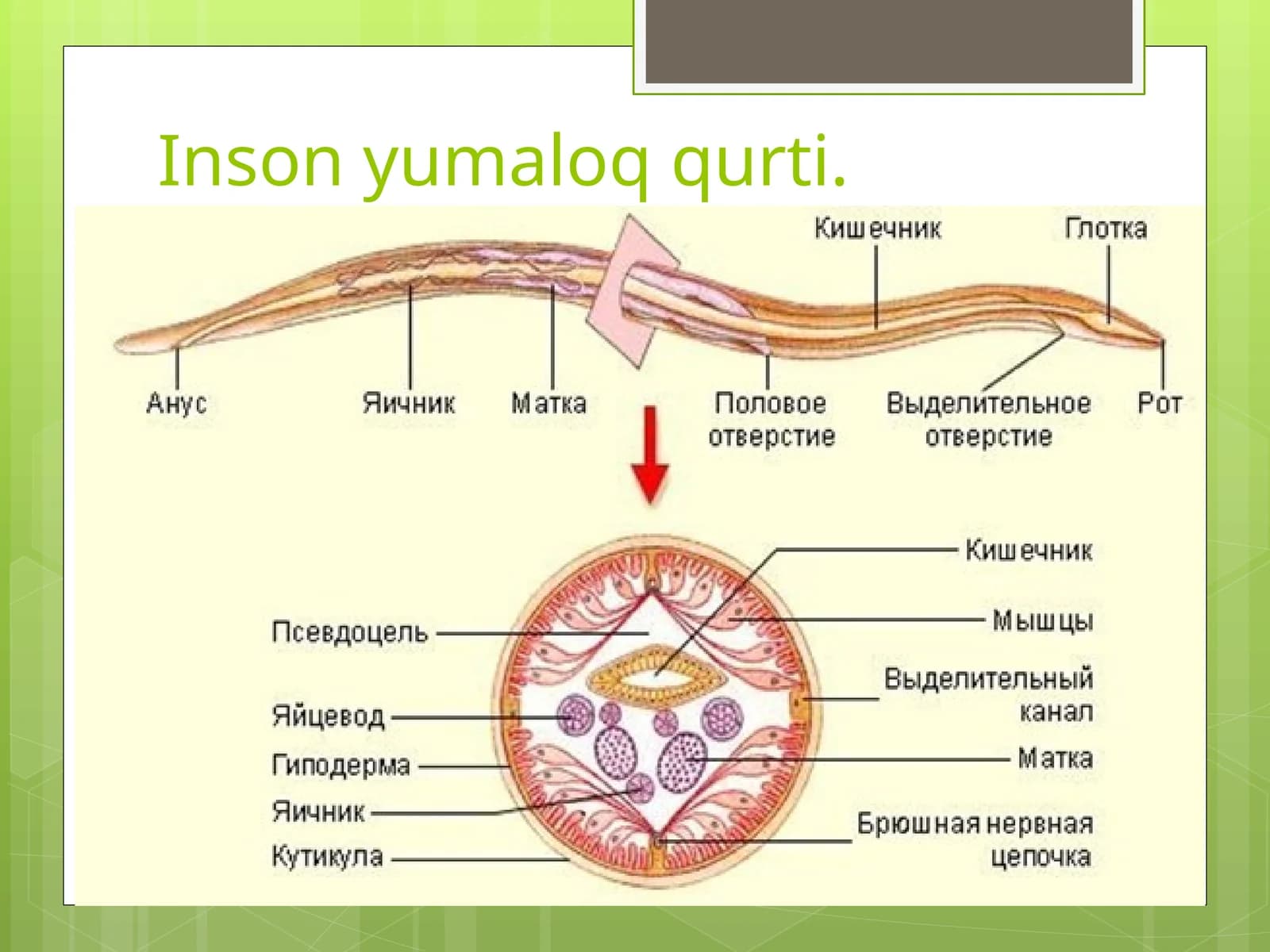Dumaloq qurt