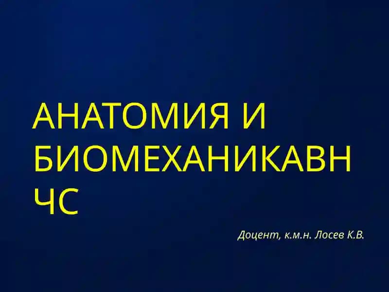 АНАТОМИЯ и биомеханика