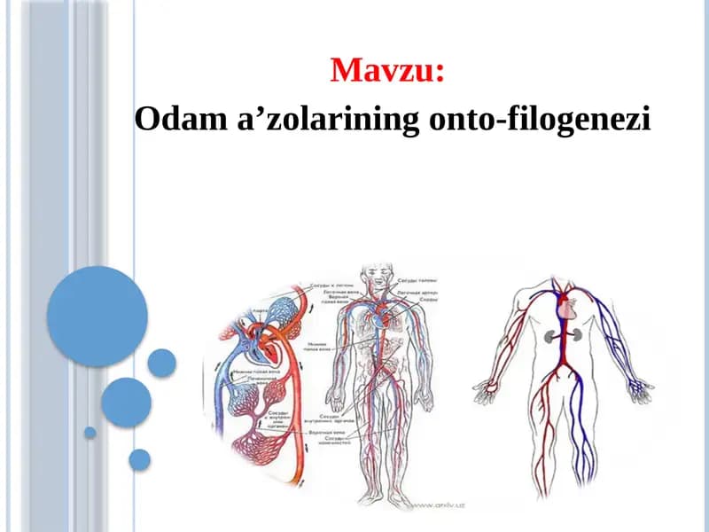Odam a’zolarining onto-filogenezi