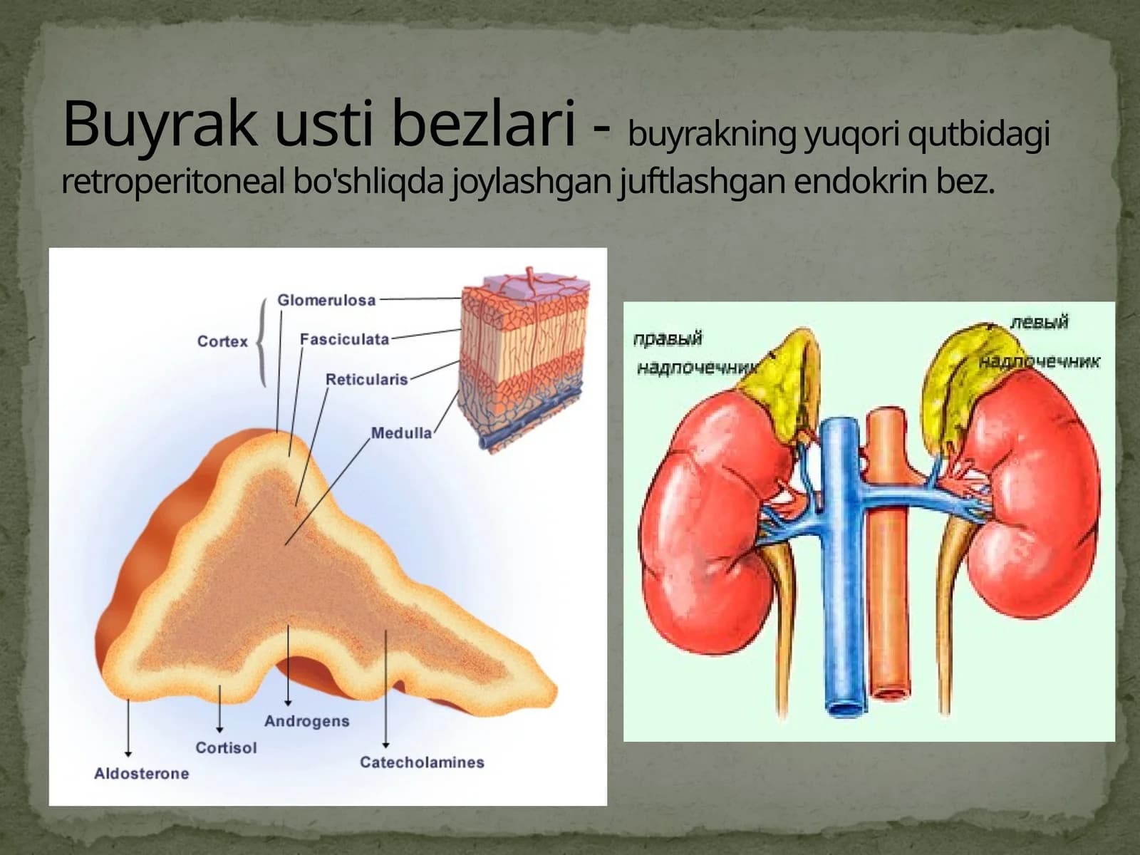 Buyrak usti bezlari